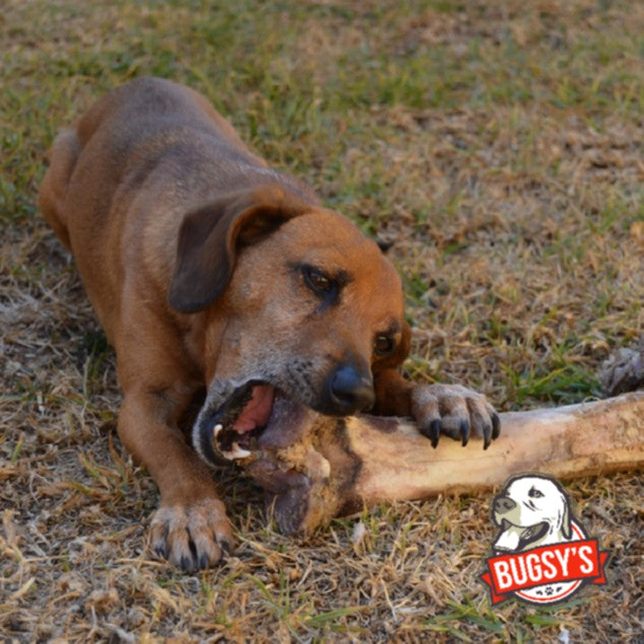 Best Long Lasting Dog Chews Australia Dental Treats for Dogs The