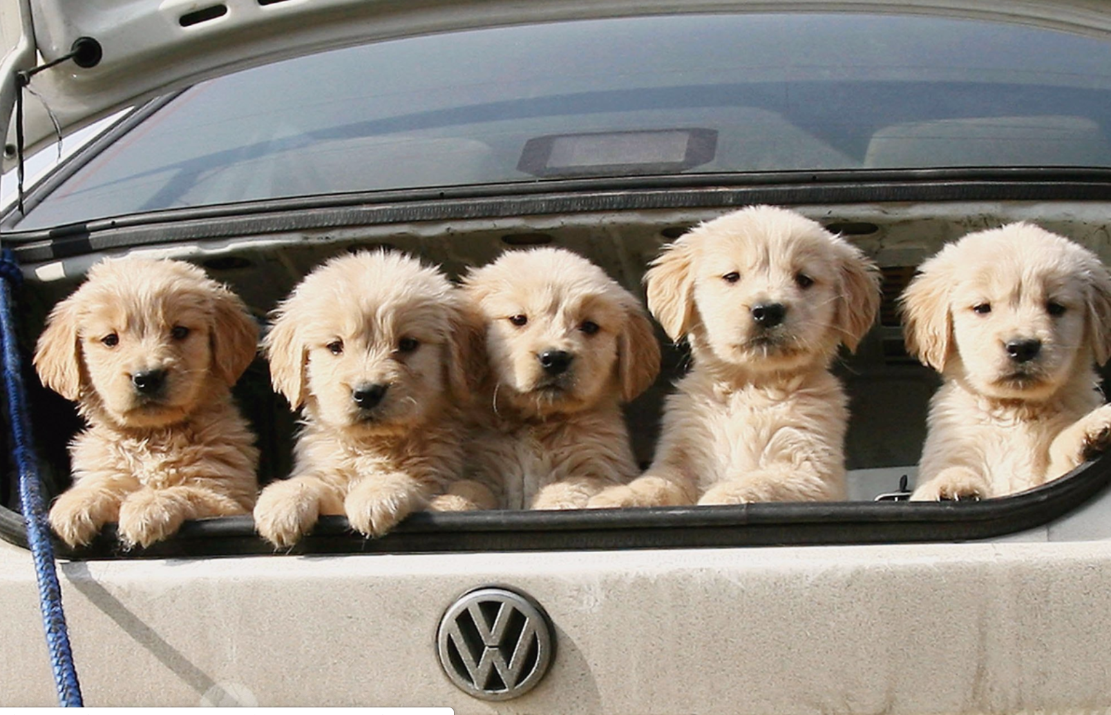 How To Keep Your Dog Calm During Car Rides The Bugsy Shop