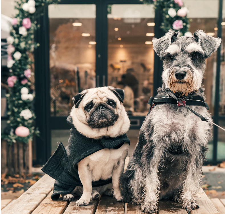 Sibling Rivalry How To Show Your Dogs You Love Them Equally The