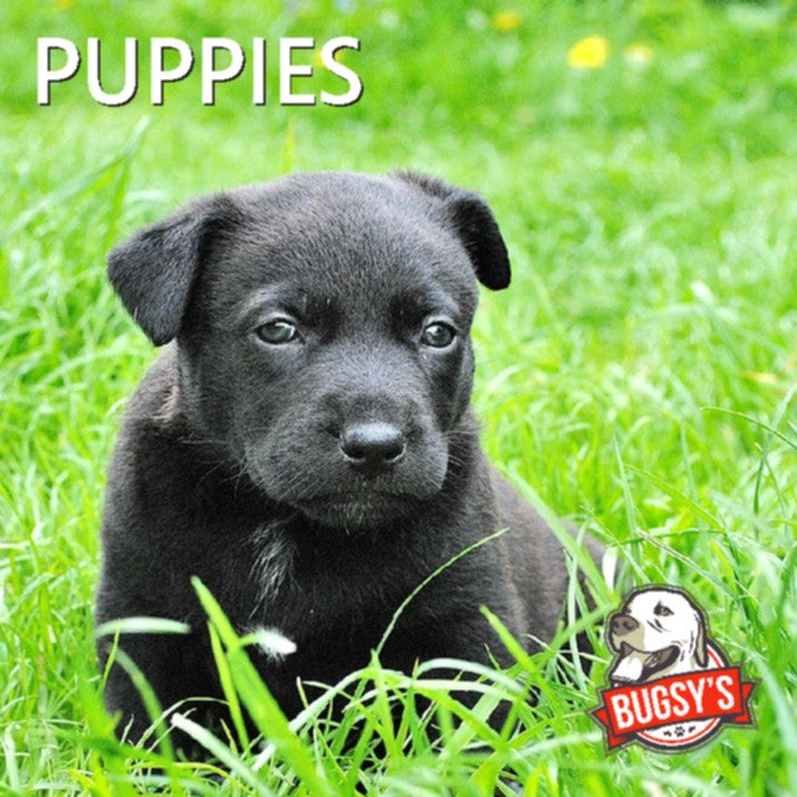 Buy Best Dry Puppy Food Online Australia Bugsy's Pet Supplies The