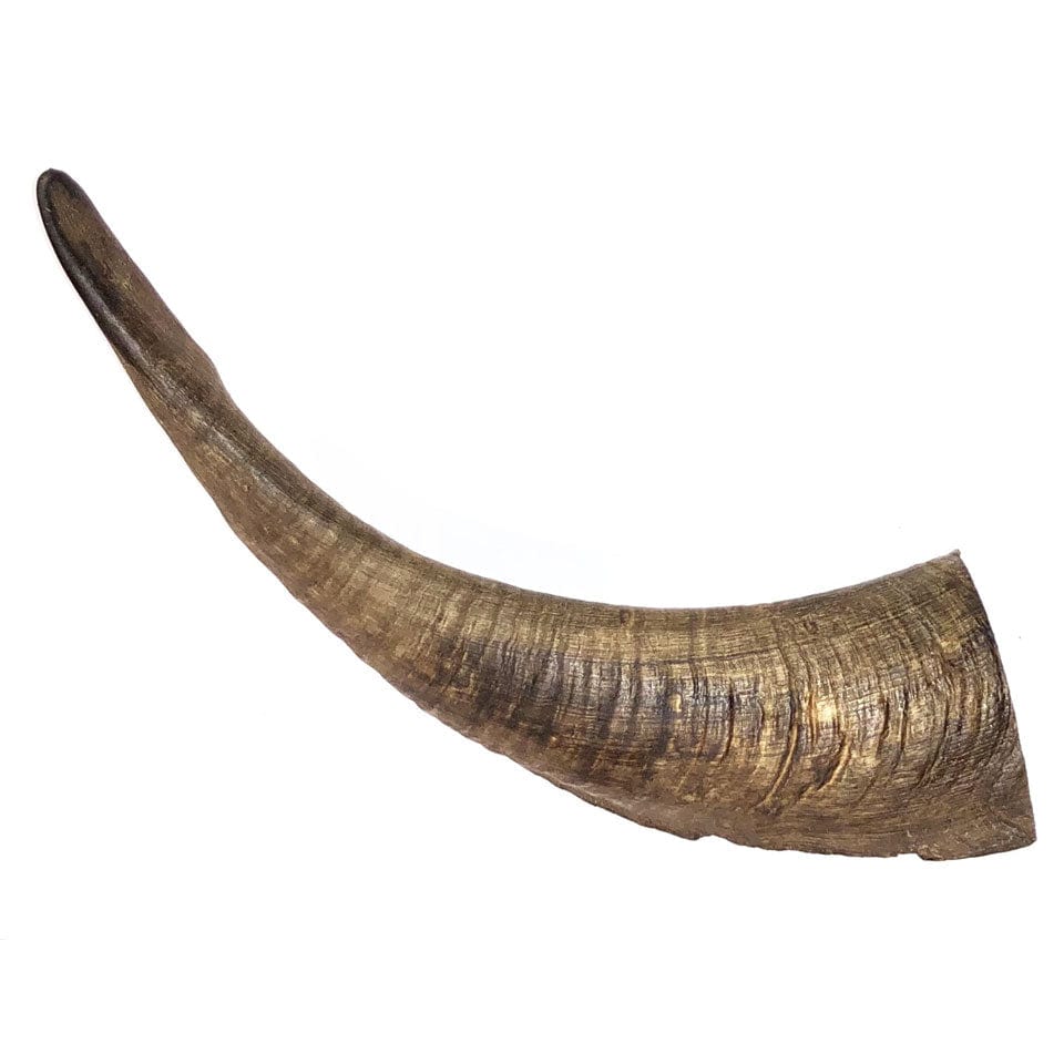 Goat's Horn Dental Chews for Large Dogs